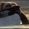 愛犬が飼える！犬とともに狩猟スローライフ『theHunter: Call of the Wild』最新DLC「Labrador Retriever」リリース 画像